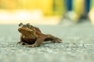 brown frog on gray concrete floor