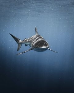 soñar con tiburones