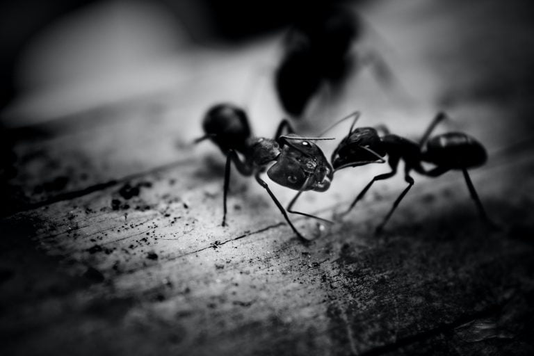 ¿Qué significa soñar con hormigas según la biblia?