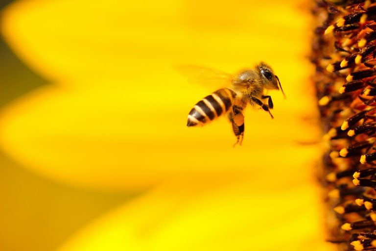 ¿Qué significa soñar con abejas?