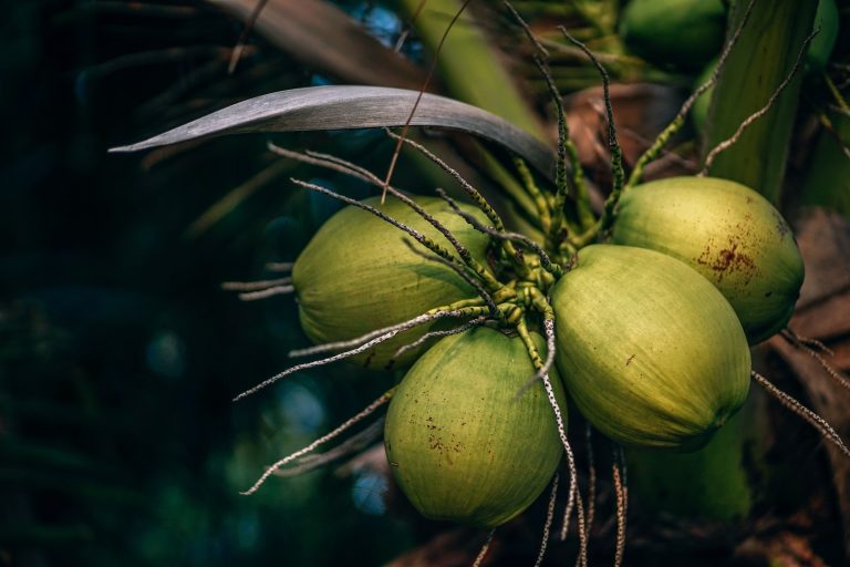 cocos verdes