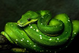 soñar con una serpiente verde
