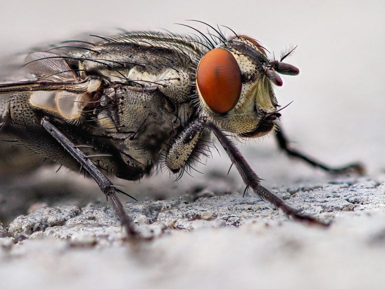 ¿Qué significa soñar con moscas?