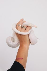 serpiente que muerde la mano
