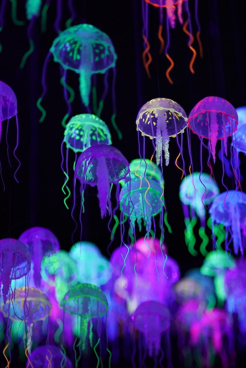 soñar con medusas