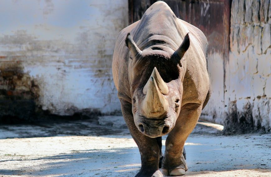 ¿Qué significa soñar con rinocerontes?