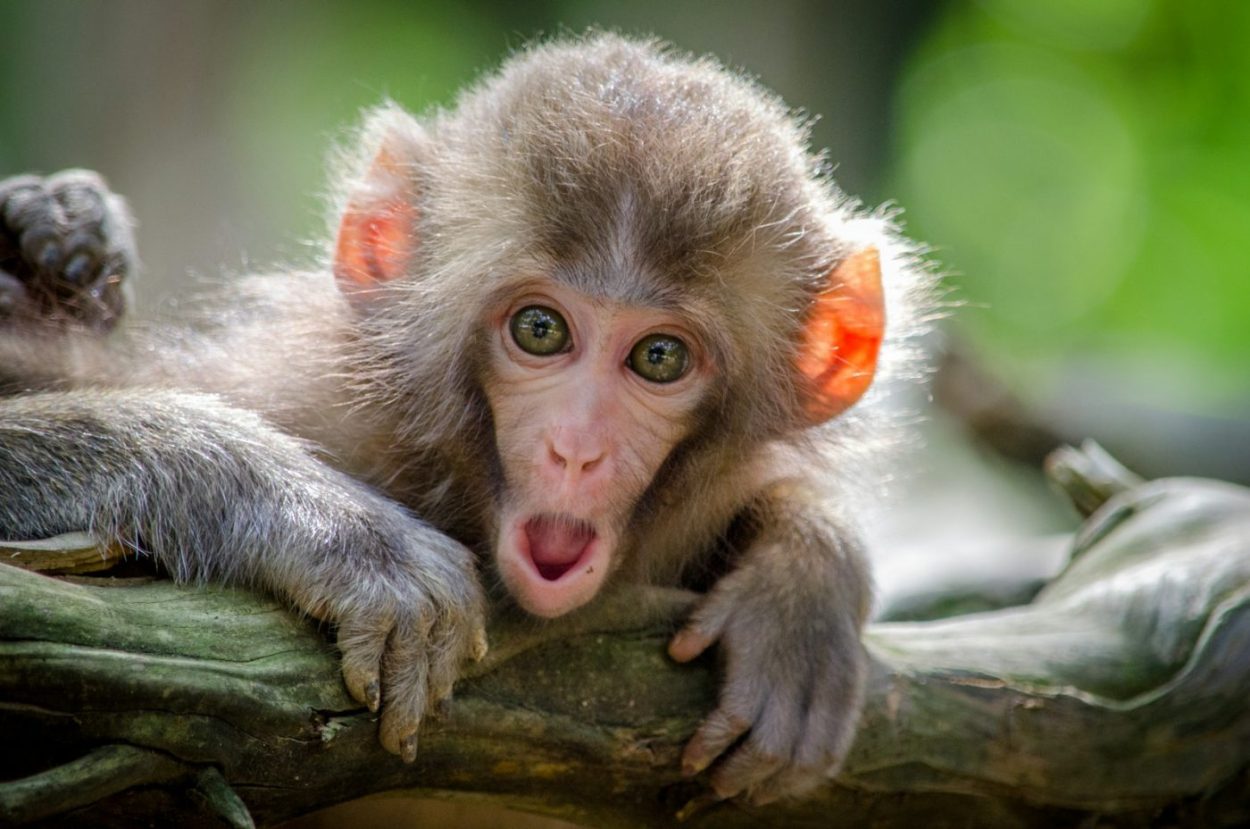 ¿Qué significa soñar con monos?