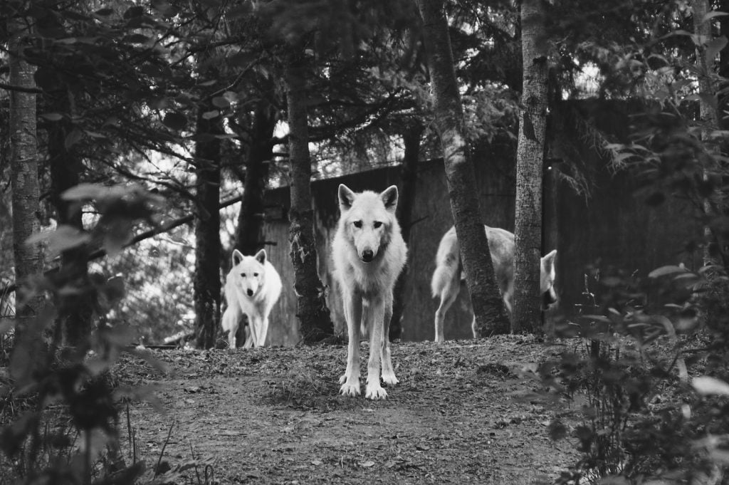 lobos de color blanco
