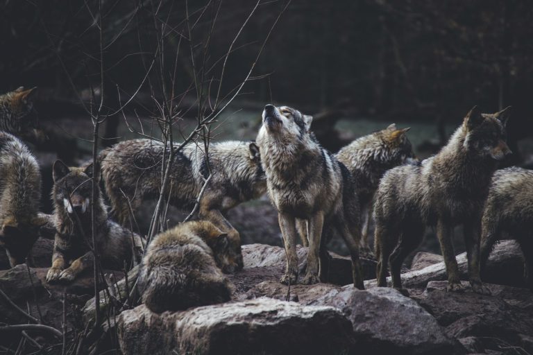 ¿Qué significa soñar con lobos según la biblia?