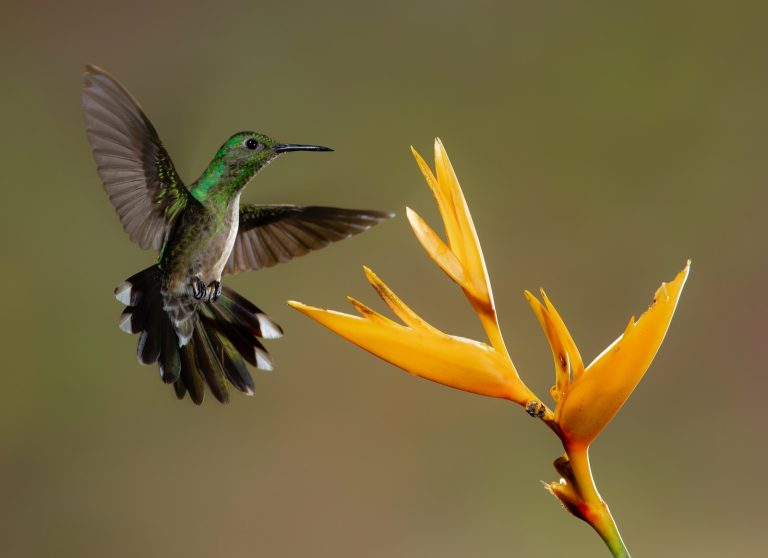 ¿Qué significa soñar con un colibrí?