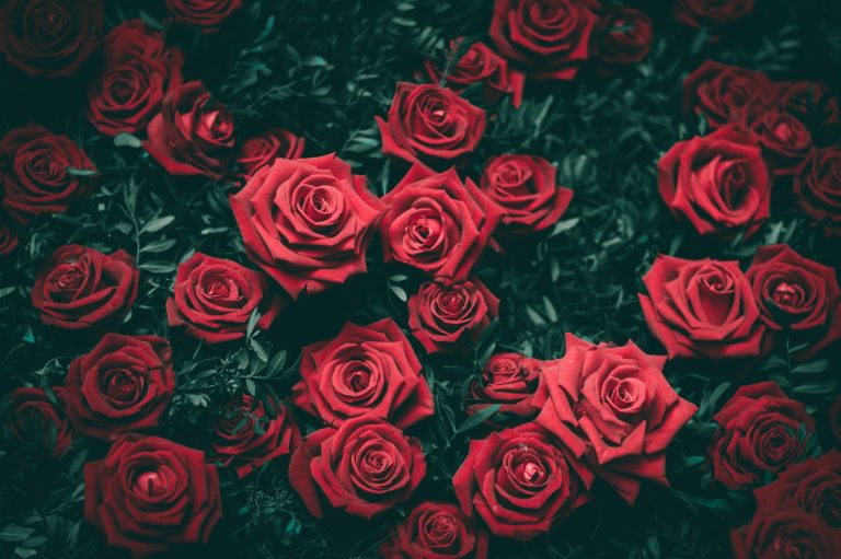¿Qué significa soñar con rosas rojas?