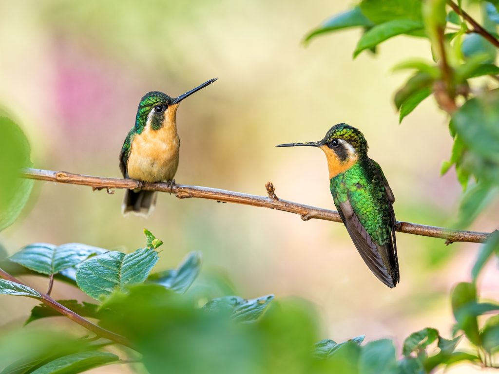 colibries de colores