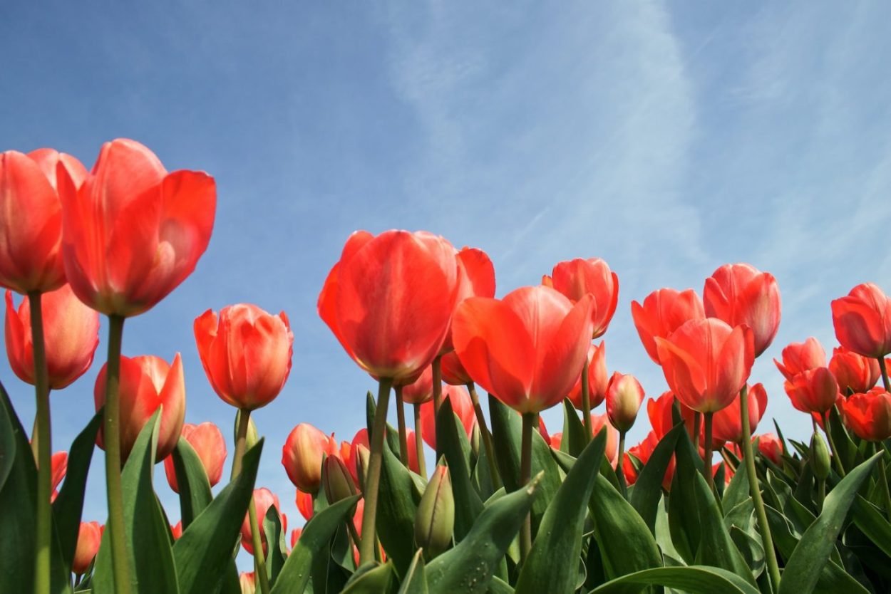 ¿Qué significa soñar con tulipanes?