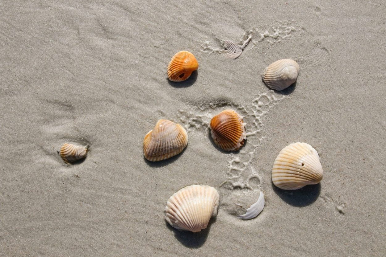 ¿Qué significa soñar con conchas de mar?