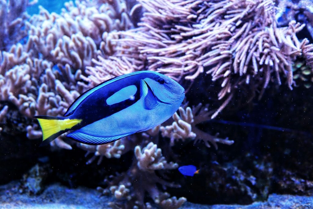 pez de color azul dentro del agua