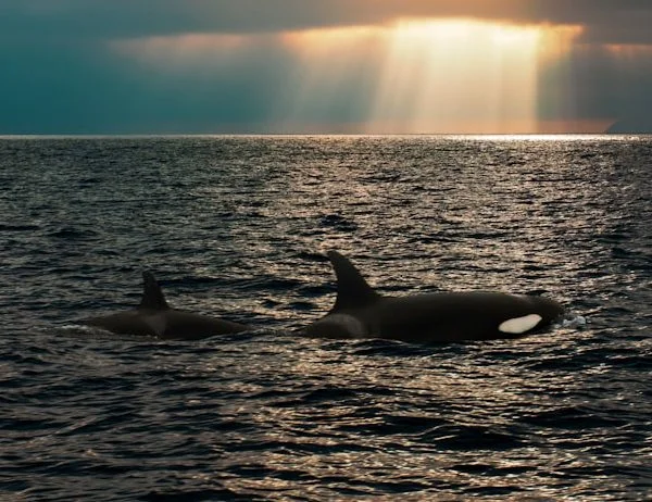 ¿Qué significa soñar con orcas?