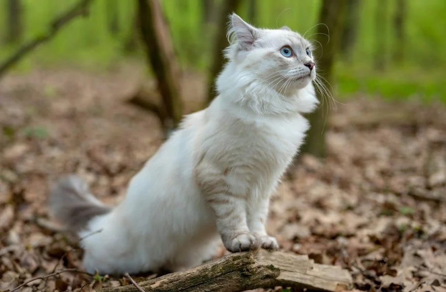 ¿Qué significa soñar con un gato blanco?